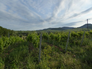 Weinberge4