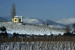Weinberge im Winter