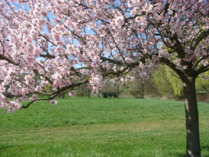 Mandelblüte