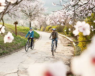 Bike rides along the Southern Wine Route