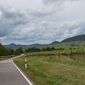 WhatsApp Image 2025 06 10 At 14.21.44 (2) Weingut Münzberg Südpfalz – Anfahrt durch Weinberge mit Blick auf das Rebenmeer und die sanften Hügel der Pfalz