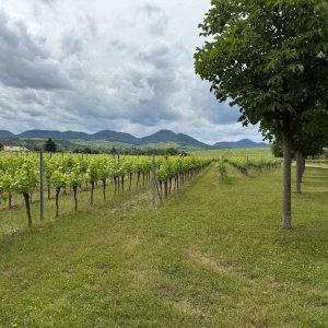 WhatsApp Image 2025 06 10 At 14.21.44 Weingut Münzberg Südpfalz – Anfahrt durch Weinberge mit Blick auf das Rebenmeer und die sanften Hügel der Pfalz